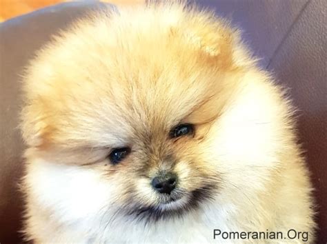 Pomeranian Growth Stages And Pomeranian Puppy Stages Explained