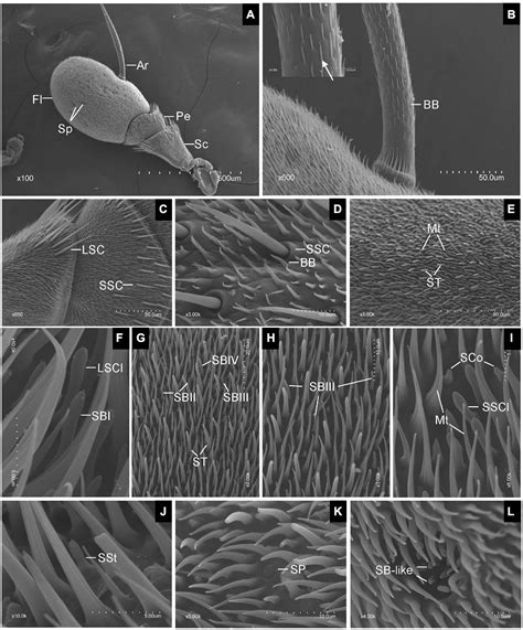 Frontiers Morphological And Ultrastructural Characterization Of