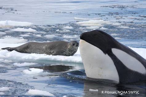 As A Pod Killer Whales Wave Washed Seals