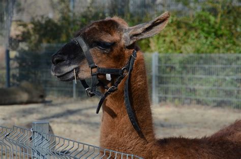 Sonya O Photography Tierpark Ulm