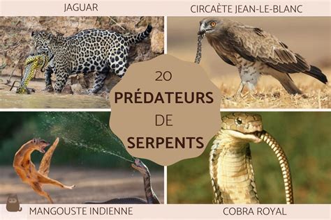 20 ANIMAUX CHASSEURS De SERPENTS Noms Et Photos