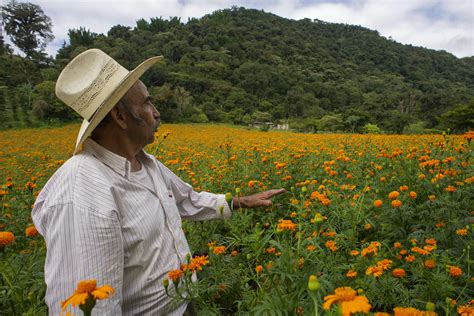 Cultivo de la flor de cempasúchil en San Pablo Coapan más tradición