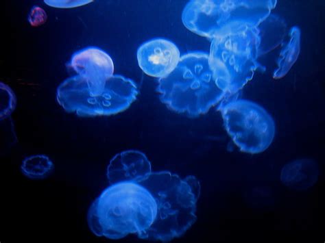 What Do Jellyfish Eat? | FISH KEEPING HELP