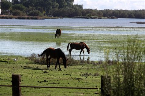 Im Genes De La Marisma De El Roc O Y De La Laguna De El Portil Llenas