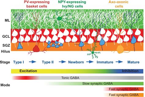 Gabaergic Innervation In Adult Neurogenesis Cartoon Depiction Of The