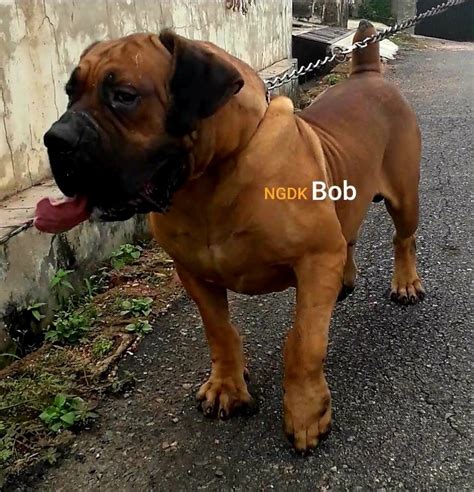 Boerboel Rottweiler Mix / Dolly # Rottweiler x Boerboel 15 weken | doggies : Check out the ...