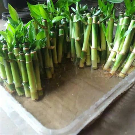 Jual Bambu Hoki Sri Rezeki Perbatang Shopee Indonesia