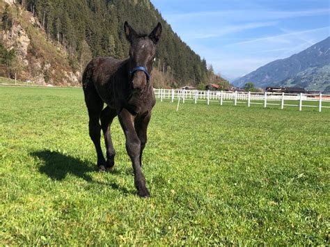 Granat Elmar Noriker Hengst Rappe Pferd Austria