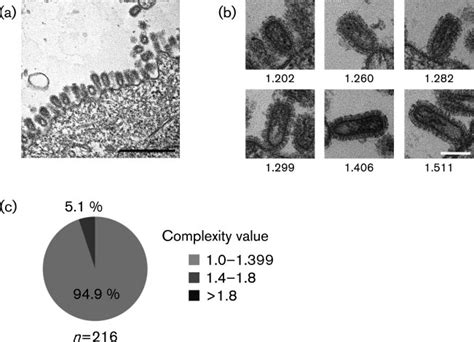 Budding PR8 Virions Observed By Ultrathin Section TEM A A