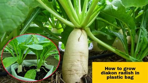 A Close Up Of A Plant With Leaves And Roots In The Ground Next To It Is An Image Of How To Grow