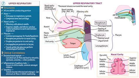 Upper Respiratory Tract System