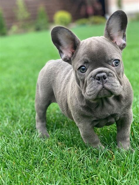 French Bulldog Puppies For Sale New York Ny 297759