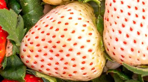 How To Plant Grow And Care For Pineberries