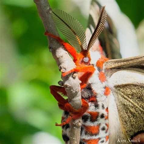 Cecropia Moth caterpillar stages (instars)) | Kim Smith Films