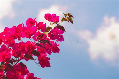 Bougainvillea Roze Bloem Mooie Bloemen De Lente Abstracte Achtergrond