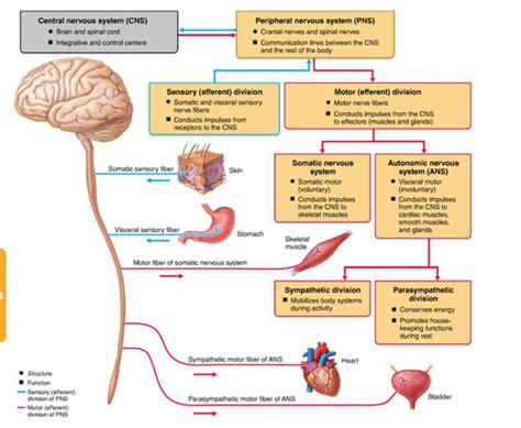 Anatomy Ch 14 PNS ANS Flashcards Quizlet