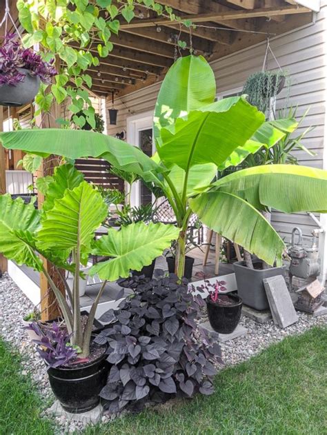 Learn how to care for banana plants outdoors and indoors in pots!