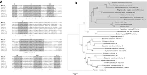 Sequence Analysis Of Molv1 A Alignment Showing Rdrp Conserved Motifs