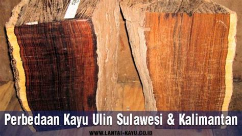 Menilai Perbandingan Kayu Ulin Sulawesi Kalimantan