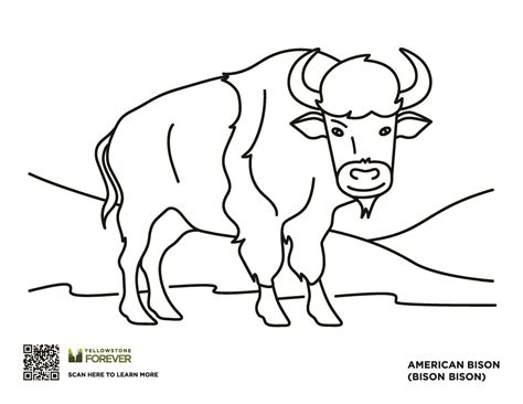 yellowstone animal rescue 6