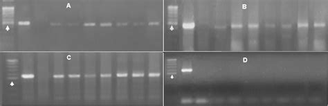 Pcr Analysis Of T Transgenic Radish Plants With Primers For Nptii A