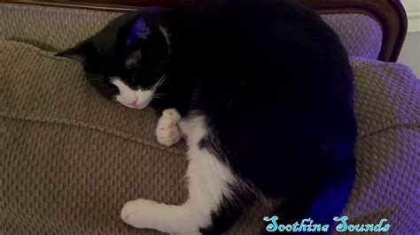 Happy Cat Purring Oreo Soothing Sounds For Relaxation And Sleep Over