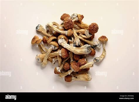 Microdosing Concept Dry Psilocybin Mushrooms On White Background