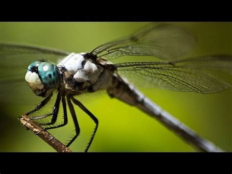 Epic Footage Of Dragonflies Hunting Youtube