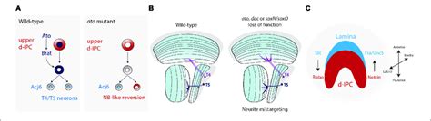 Terminal Differentiation Of The Lobula Plate Motion Detection