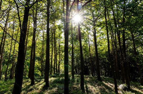 Latar Belakang Foto Latar Belakang Pohon Hijau Cahaya Matahari Hutan