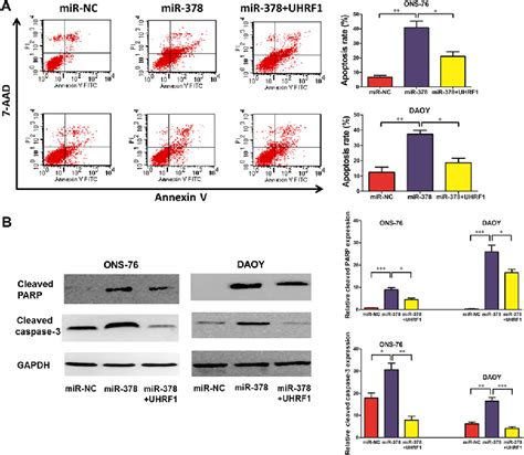 Figure From Regulation Of Uhrf By Microrna Modulates