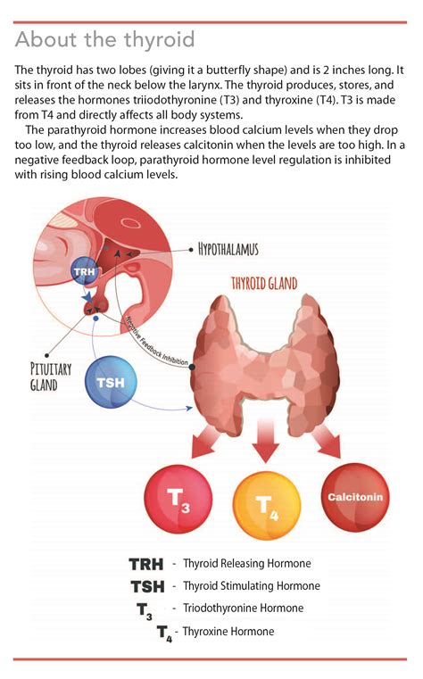 Primary Hypothyroidism More Common Than You Think