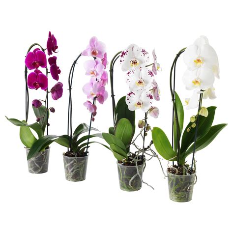 Ikea Phalaenopsis Planta Orquídea cascada 1 Tallo 12 Cm in 2021