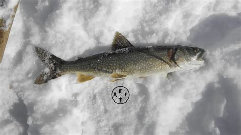 World Record Lake Trout The Unrivaled Catch Of A Lifetime