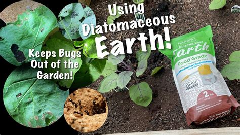 Diatomaceous Earth How To Use Diatomaceous Earth In Your Garden All