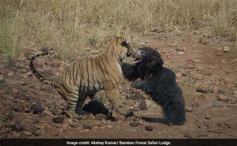 Mother Nature's MMA - The Incredible Moment where a Tiger and a Bear ...