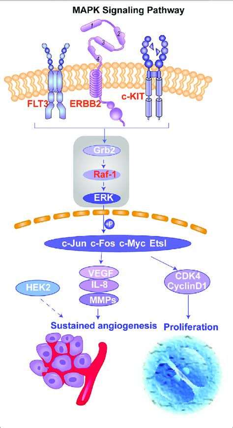 Schematic Of The Mapk Signaling Pathway This Figure Shows The Download Scientific Diagram