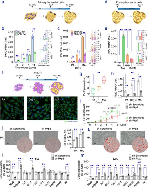 Mouse T L Fibroblast Cells Atcc Bioz