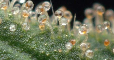 Tout Savoir Sur Les Trichomes Du Cannabis Cbd Marketplace