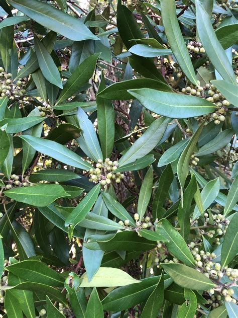 Dicots From Watea Reserve Sandringham Auckland NZ On May 2 2021 At