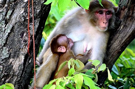 Download Free Photo Of Mother Monkey Breastfeeding Baby Mammal