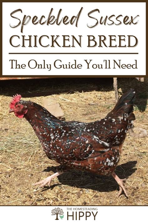 Speckled Sussex Breed - What You Need To Know