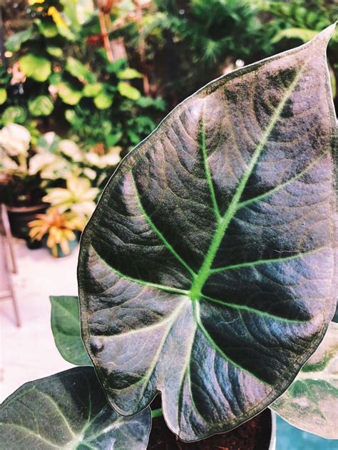 Alocasia Sarian Variegated Stem Zebrina Hybrid Elephant Ear Etsy