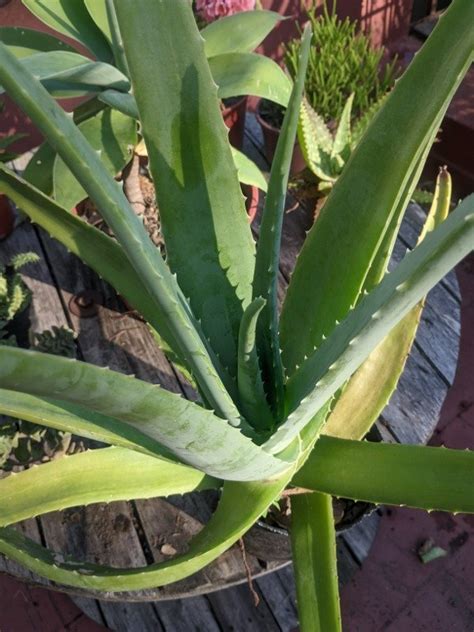 Aloe barbadensis 3 años de edad plantas morenal