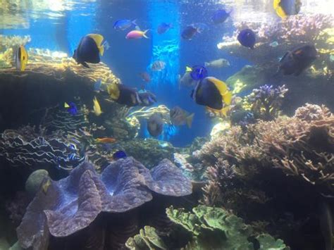 Waikiki Aquarium Honolulu All You Need To Know Before You Go