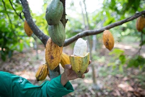 Outros Estados vêm à Bahia conhecer produção de cacau sustentável