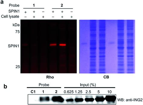 A The Labelling Of Spin1 20 Ng μl⁻¹ From A Whole Cell Lysate 1 5 Download Scientific