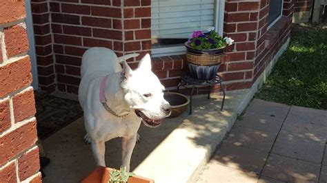 Adorable Dogo Argentino For Adoption In Norwood