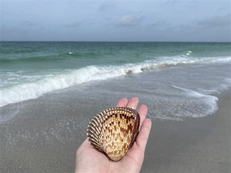 Finding Old Florida And Shark Teeth At Manasota Key South Florida And