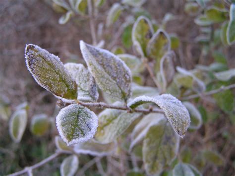 November Frost 2 Free Photo Download Freeimages